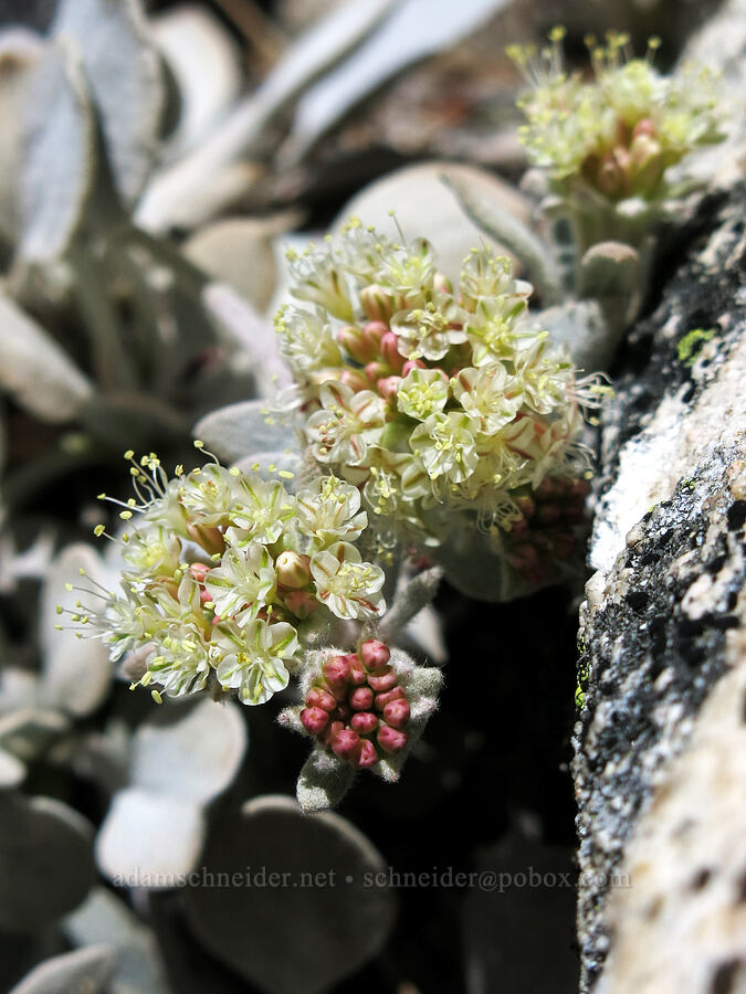 Lobb's granite buckwheat (Eriogonum lobbii) [Mt. Hubris, Castle Crags Wilderness, Shasta County, California]