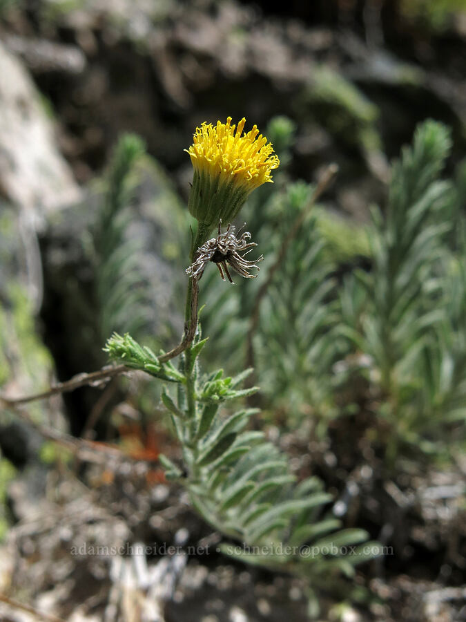 Klamath rock daisy (Erigeron petrophilus var. viscidulus) [Mt. Hubris, Castle Crags Wilderness, Shasta County, California]