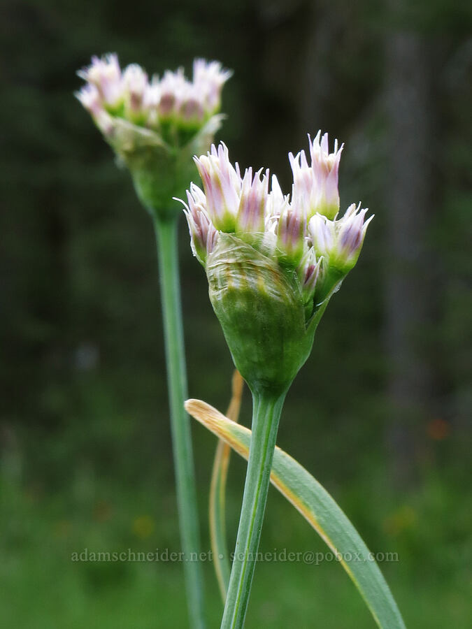 swamp onion, budding (Allium validum) [Horse Heaven Meadows, Shasta-Trinity National Forest, Trinity County, California]