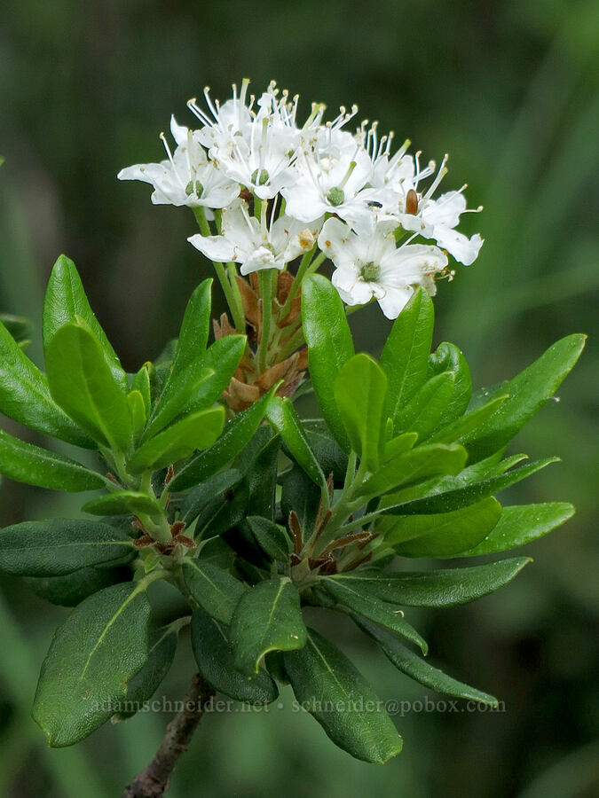 trapper's tea (Rhododendron neoglandulosum (Rhododendron columbianum) (Ledum glandulosum)) [Forest Road 26, Shasta-Trinity National Forest, Trinity County, California]