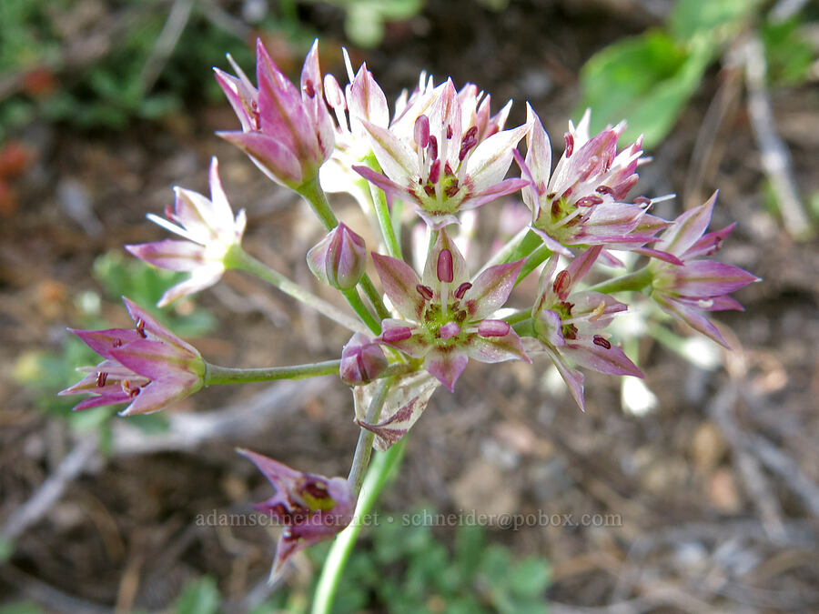 Sierra onion (Allium campanulatum) [Gumboot Trail, Shasta-Trinity National Forest, Siskiyou County, California]