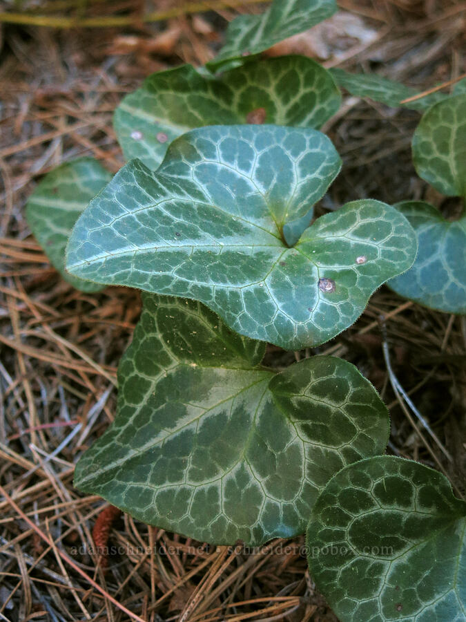 Hartweg's wild ginger leaves (Asarum hartwegii) [Lake Siskiyou Trail, Mount Shasta, Siskiyou County, California]