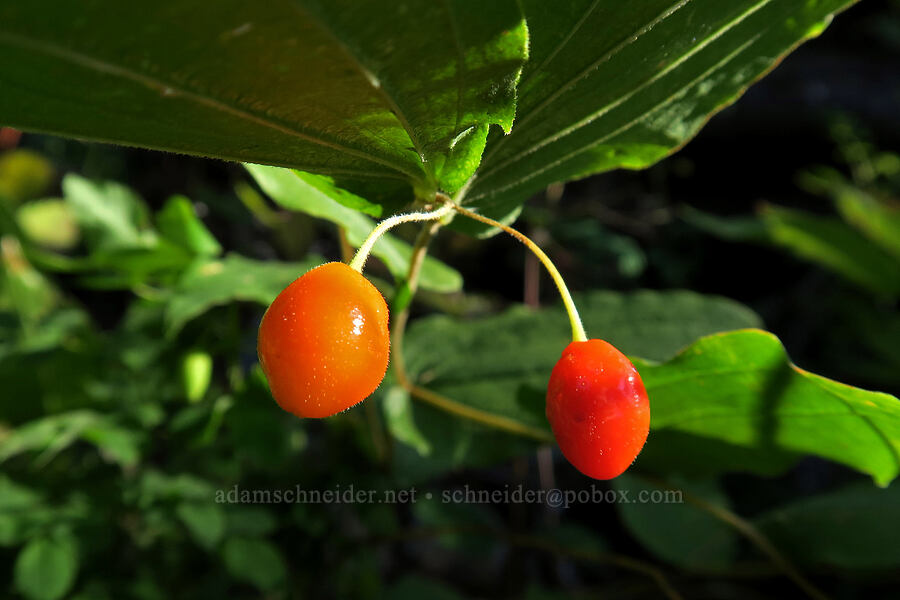 fruit of Hooker's fairy bells (Prosartes hookeri (Disporum hookeri)) [Leigh Lake Trail, Kootenai National Forest, Lincoln County, Montana]