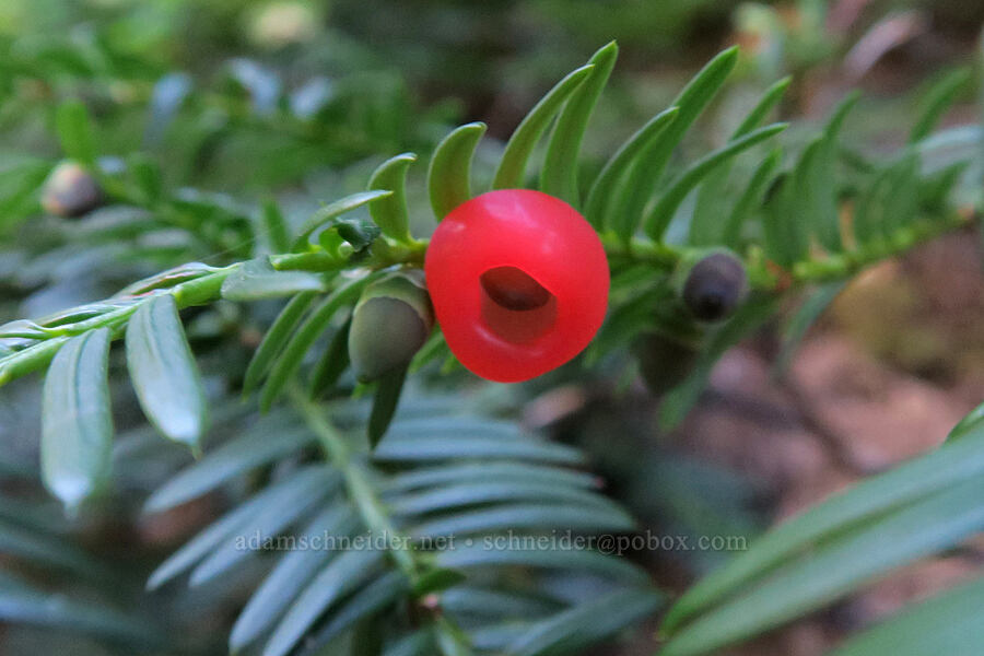 Pacific yew berry (Taxus brevifolia) [Leigh Lake Trail, Cabinet Mountains Wilderness, Lincoln County, Montana]