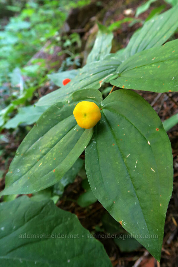 wartberry (Sierra fairy bell) (Prosartes trachycarpa (Disporum trachycarpum)) [Leigh Lake Trail, Cabinet Mountains Wilderness, Lincoln County, Montana]