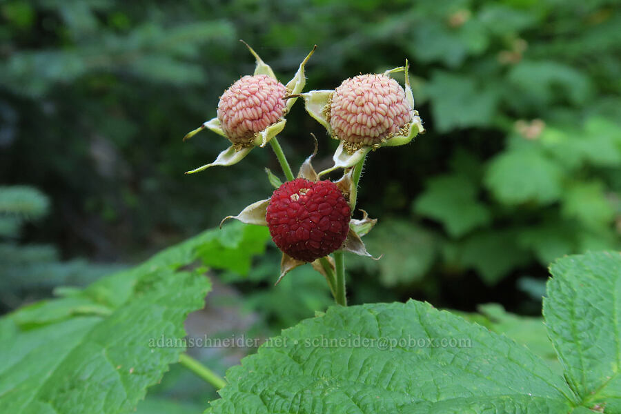 thimbleberries (Rubus parviflorus) [Leigh Lake Trail, Cabinet Mountains Wilderness, Lincoln County, Montana]