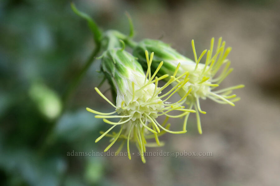 tassel-flower brickellbush (Brickellia grandiflora) [Leigh Lake Trail, Cabinet Mountains Wilderness, Lincoln County, Montana]