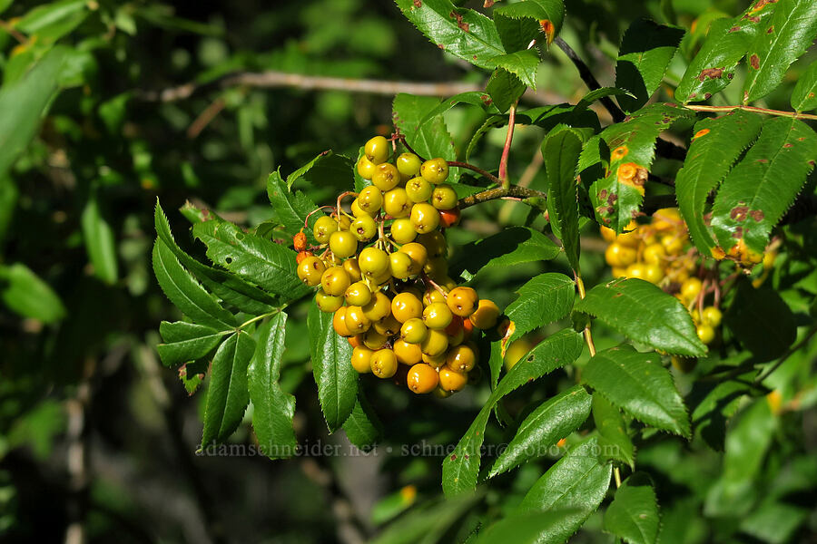mountain-ash berries (Sorbus scopulina) [Leigh Lake Trail, Cabinet Mountains Wilderness, Lincoln County, Montana]