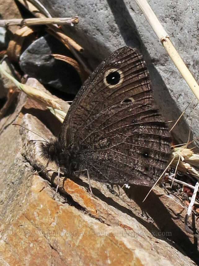 wood-nymph butterfly (Cercyonis oetus) [Leigh Lake Trail, Cabinet Mountains Wilderness, Lincoln County, Montana]