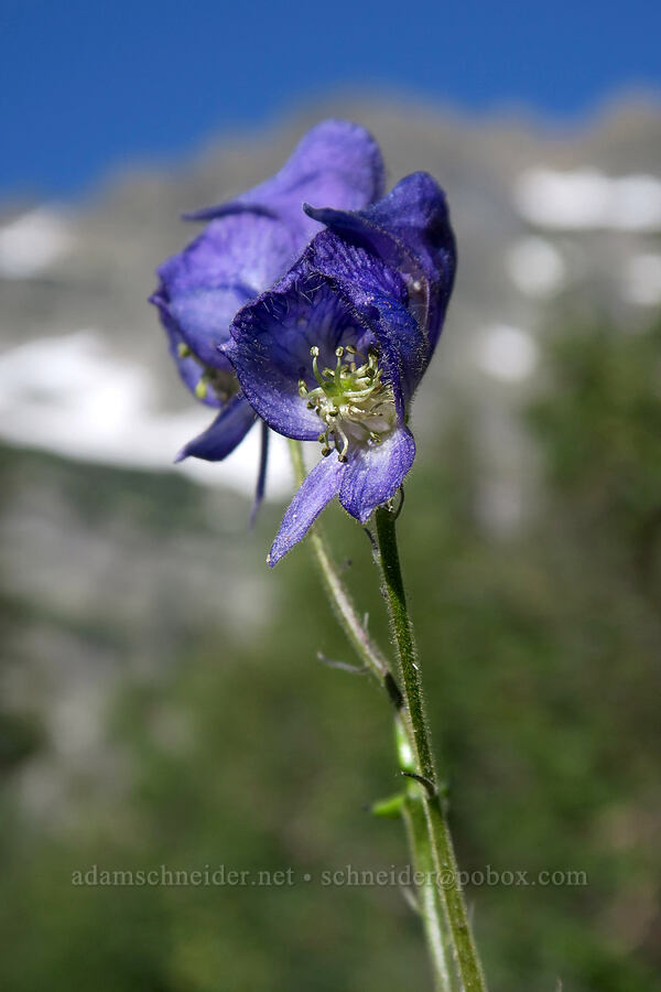 monkshood (Aconitum columbianum) [Leigh Lake Trail, Cabinet Mountains Wilderness, Lincoln County, Montana]