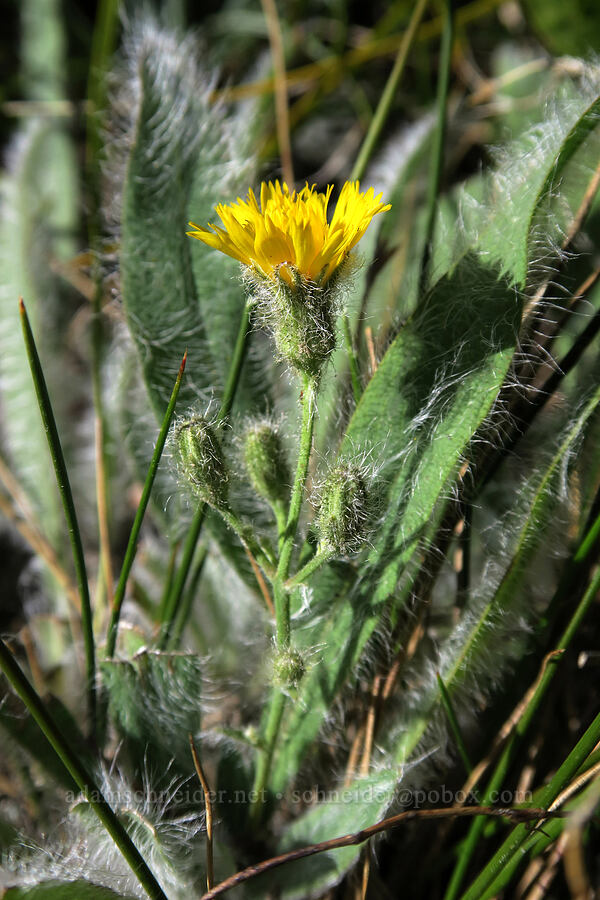 hairy hawkweed (Hieracium scouleri (Pilosella scouleri)) [above Leigh Lake, Cabinet Mountains Wilderness, Lincoln County, Montana]