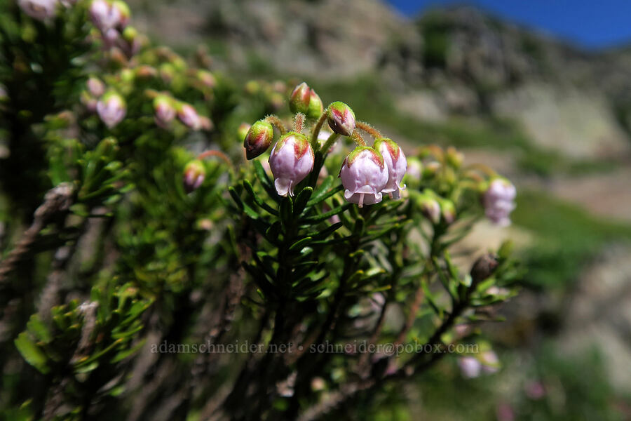 hybrid mountain heather (Phyllodoce x intermedia) [above Leigh Lake, Cabinet Mountains Wilderness, Lincoln County, Montana]