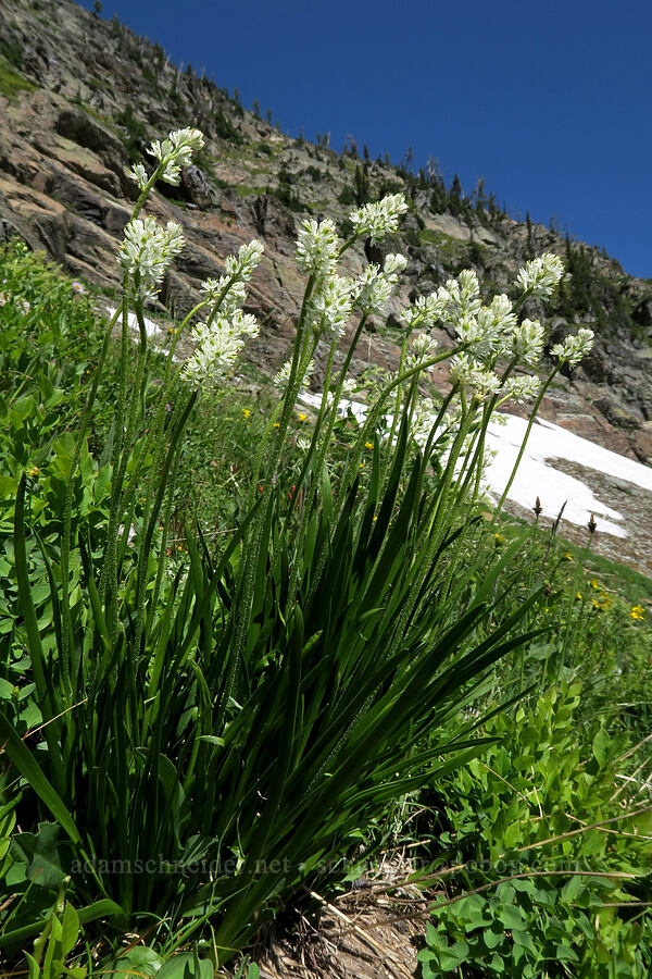 western false asphodel (Triantha occidentalis ssp. montana (Tofieldia glutinosa ssp. montana)) [above Leigh Lake, Cabinet Mountains Wilderness, Lincoln County, Montana]