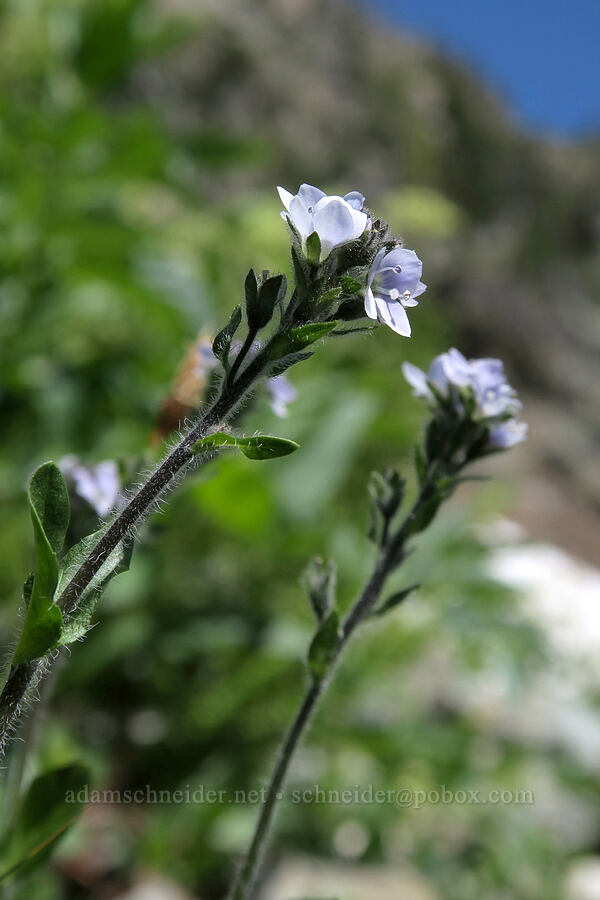 alpine speedwell (Veronica wormskjoldii) [above Leigh Lake, Cabinet Mountains Wilderness, Lincoln County, Montana]
