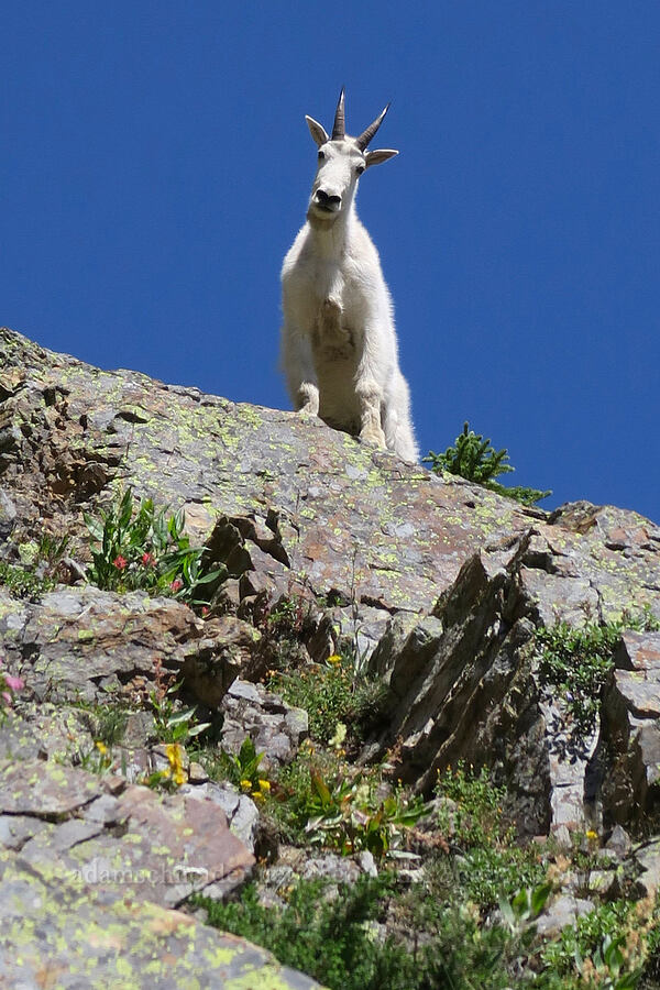 mountain goat (Oreamnos americanus) [above Leigh Lake, Cabinet Mountains Wilderness, Lincoln County, Montana]