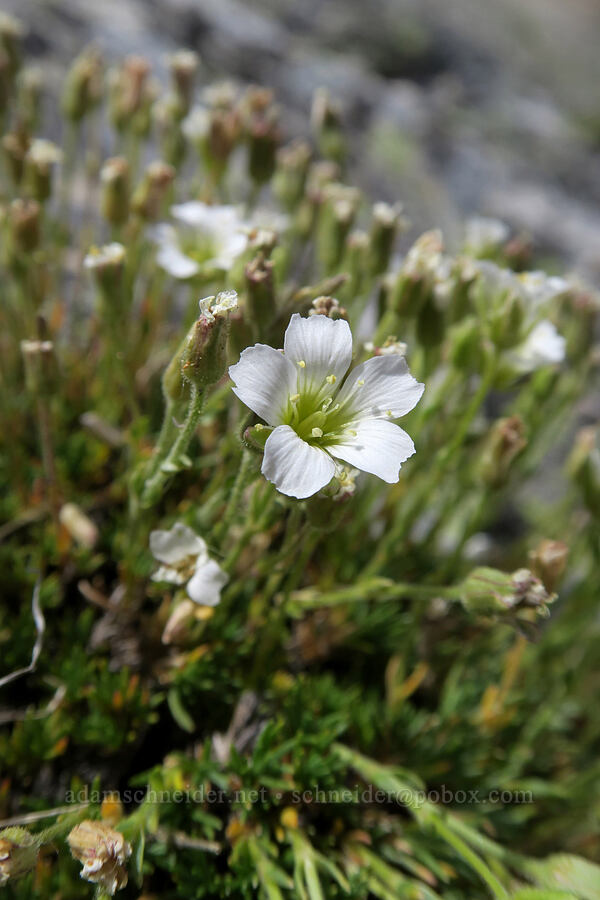 arctic sandwort (Cherleria obtusiloba (Minuartia obtusiloba)) [Snowshoe Peak-Bockman Peak ridge, Cabinet Mountains Wilderness, Lincoln County, Montana]
