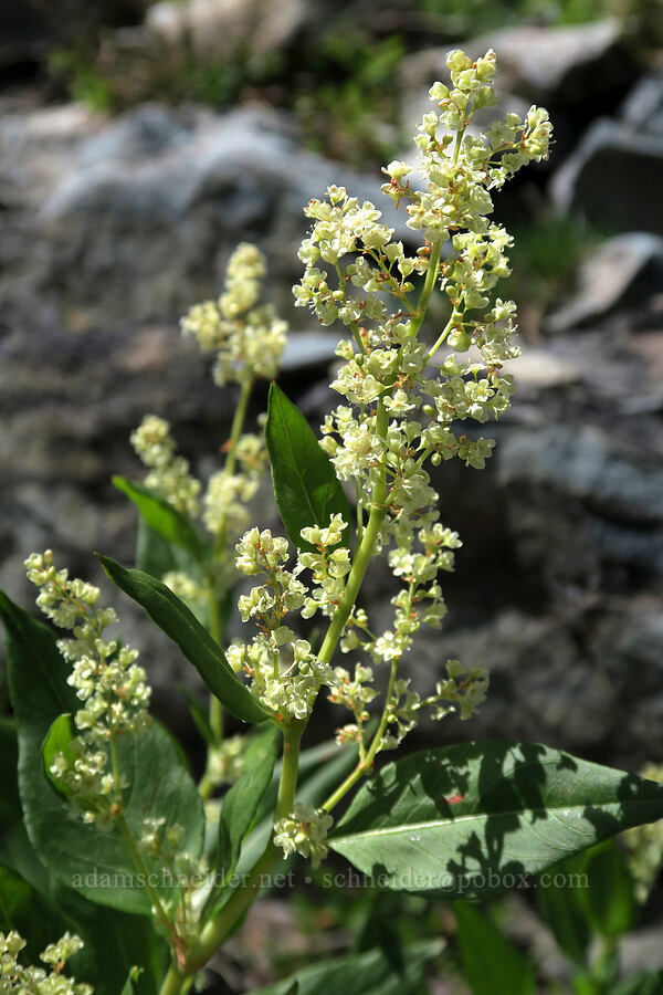 alpine knotweed (Aconogonon phytolaccifolium (Koenigia phytolaccifolia)) [Snowshoe Peak-Bockman Peak ridge, Cabinet Mountains Wilderness, Lincoln County, Montana]