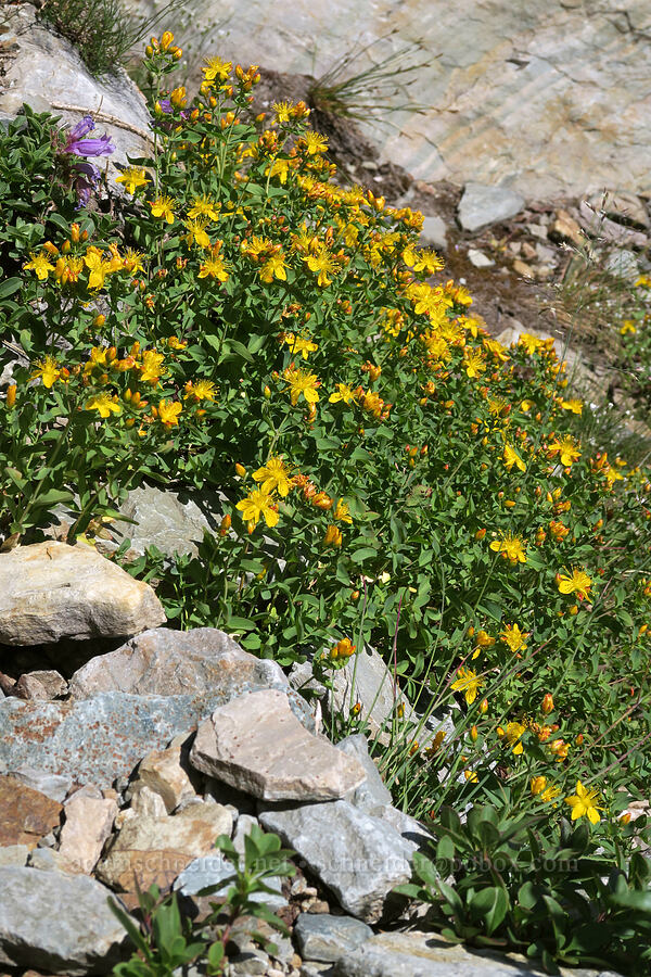 western St.-John's-wort (Hypericum scouleri) [above Leigh Lake, Cabinet Mountains Wilderness, Lincoln County, Montana]