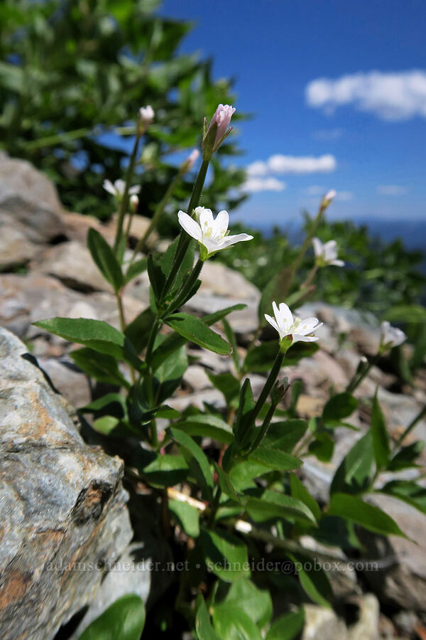 willow-herb (Epilobium sp.) [above Leigh Lake, Cabinet Mountains Wilderness, Lincoln County, Montana]