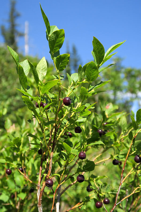 huckleberries (Vaccinium membranaceum) [Leigh Lake Trail, Cabinet Mountains Wilderness, Lincoln County, Montana]