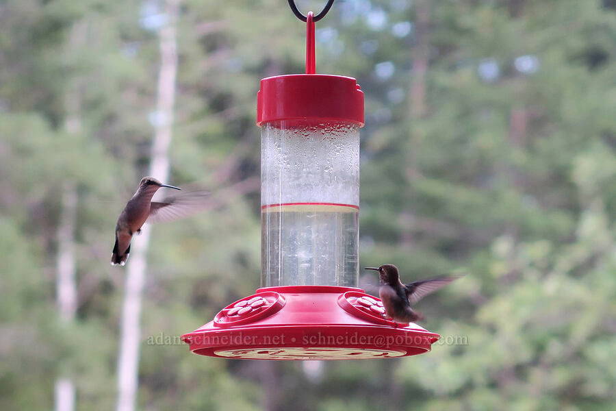 black-chinned hummingbirds (Archilochus alexandri) [Bowen Hill Road, Libby, Lincoln County, Montana]