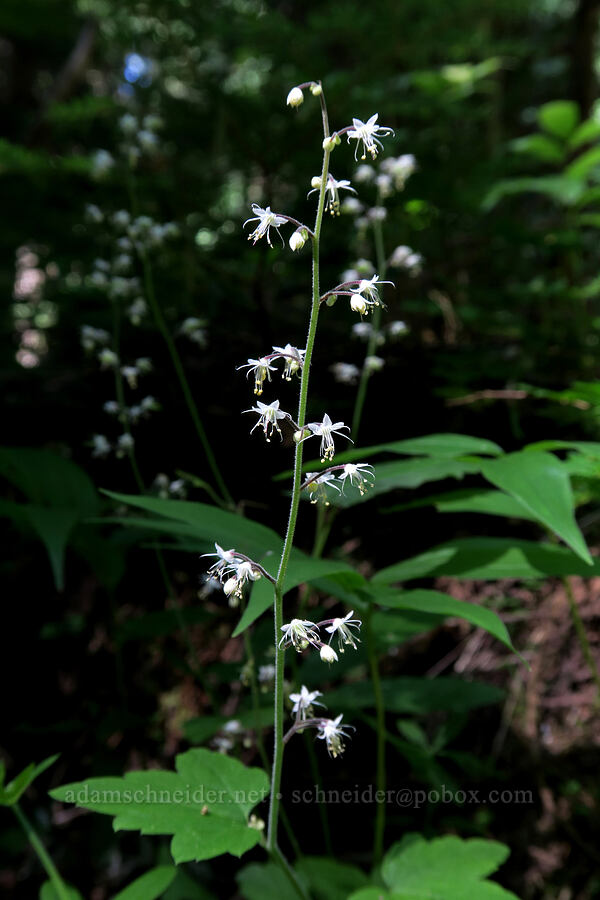 foamflower (Tiarella trifoliata var. unifoliata) [Ross Creek Cedars Scenic Area, Kootenai National Forest, Lincoln County, Montana]
