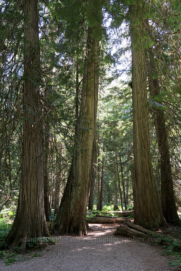 western red-cedars (Thuja plicata) [Ross Creek Cedars Scenic Area, Kootenai National Forest, Lincoln County, Montana]