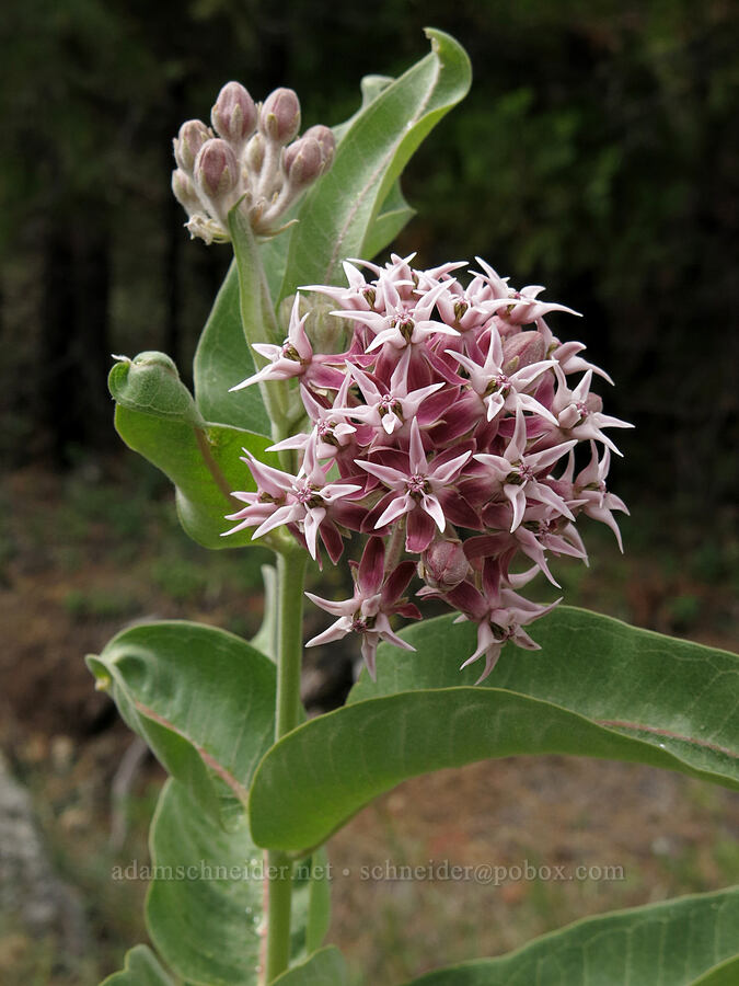 showy milkweed (Asclepias speciosa) [Forest Road 17, Shasta-Trinity National Forest, Siskiyou County, California]