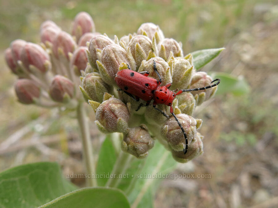 red-femured milkweed beetle on showy milkweed (Tetraopes femoratus, Asclepias speciosa) [Forest Road 17, Shasta-Trinity National Forest, Siskiyou County, California]