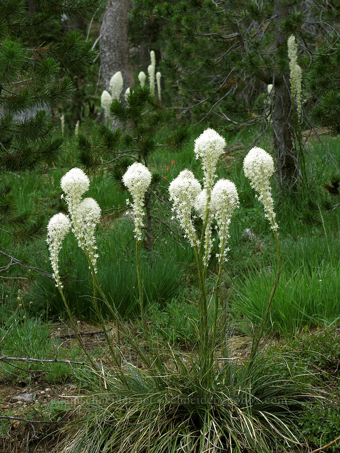 beargrass (Xerophyllum tenax) [Forest Road 17, Shasta-Trinity National Forest, Siskiyou County, California]