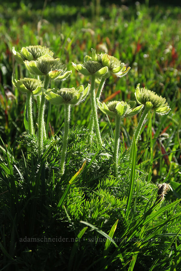 pasqueflowers (Anemone occidentalis (Pulsatilla occidentalis)) [Logan Pass, Glacier National Park, Flathead County, Montana]
