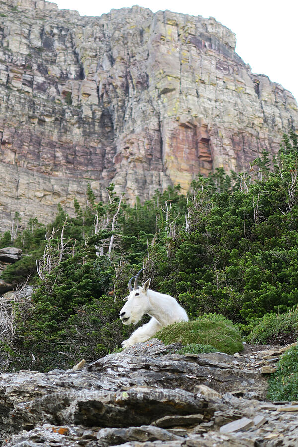 mountain goat (Oreamnos americanus) [Highline Trail, Glacier National Park, Flathead County, Montana]