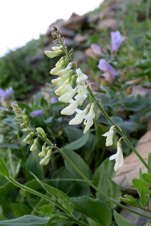 white sweet-vetch (Hedysarum sulphurescens) [Highline Trail, Glacier National Park, Flathead County, Montana]