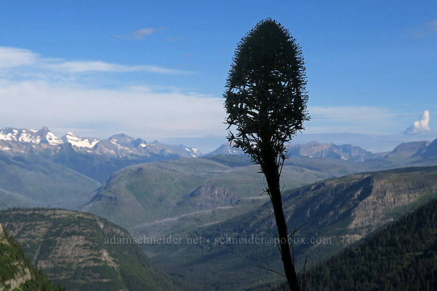 beargrass (Xerophyllum tenax) [Highline Trail, Glacier National Park, Flathead County, Montana]