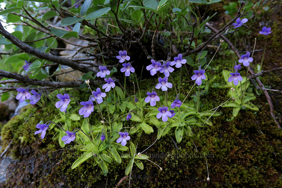 common butterwort (Pinguicula macroceras (Pinguicula vulgaris ssp. macroceras)) [Highline Trail, Glacier National Park, Flathead County, Montana]