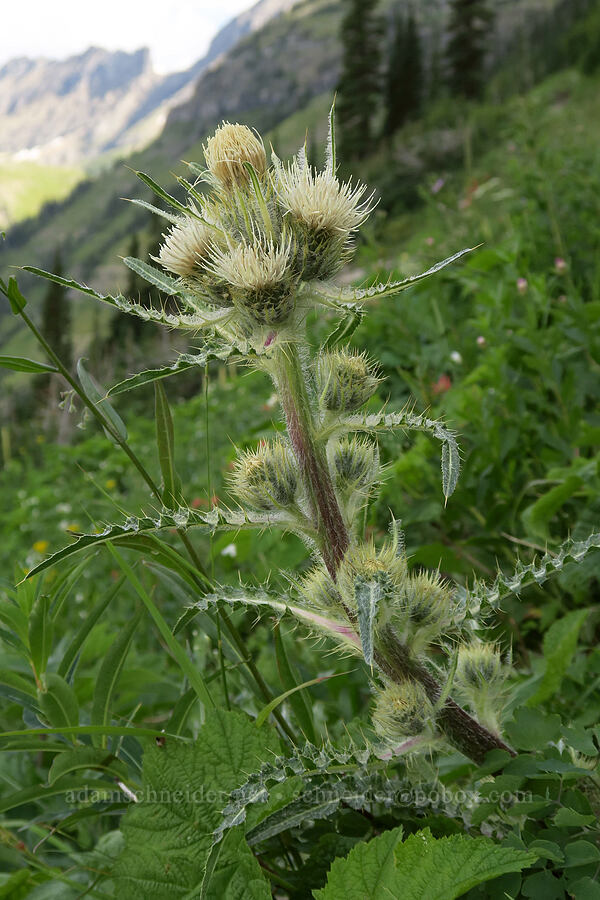 white thistle (Cirsium hookerianum) [Highline Trail, Glacier National Park, Flathead County, Montana]