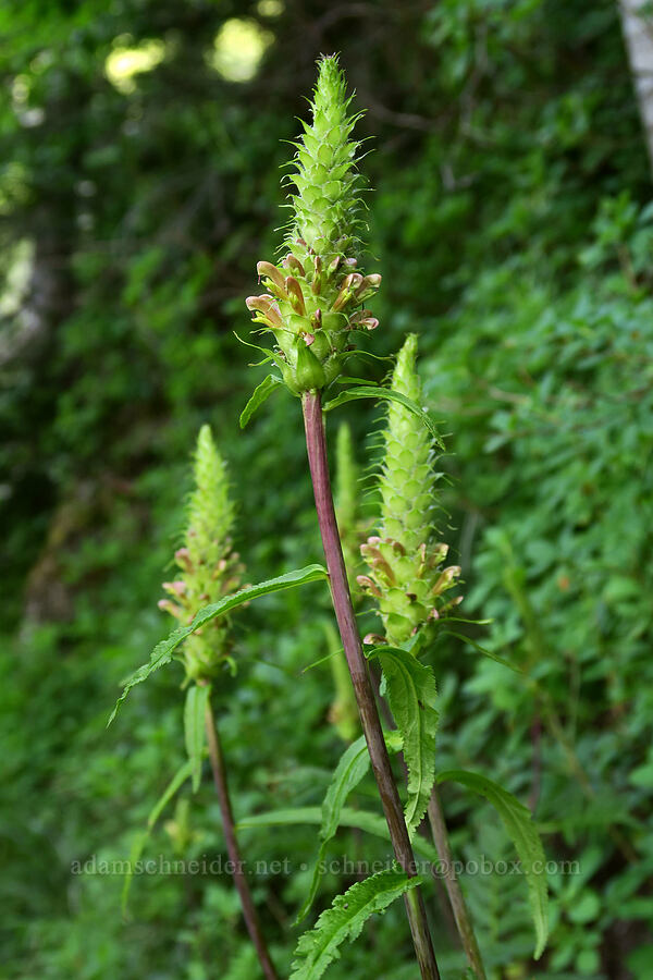 bracted lousewort (Pedicularis bracteosa) [Highline Trail, Glacier National Park, Flathead County, Montana]