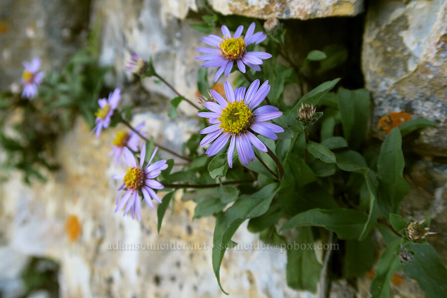 asters growing on a cliff [Highline Trail, Glacier National Park, Flathead County, Montana]