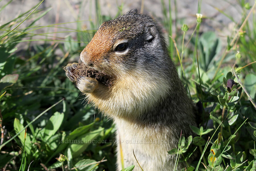 Columbian ground squirrel (Urocitellus columbianus (Spermophilus columbianus)) [Highline Trail, Glacier National Park, Flathead County, Montana]
