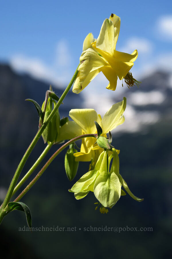 yellow columbine (Aquilegia flavescens) [Highline Trail, Glacier National Park, Flathead County, Montana]