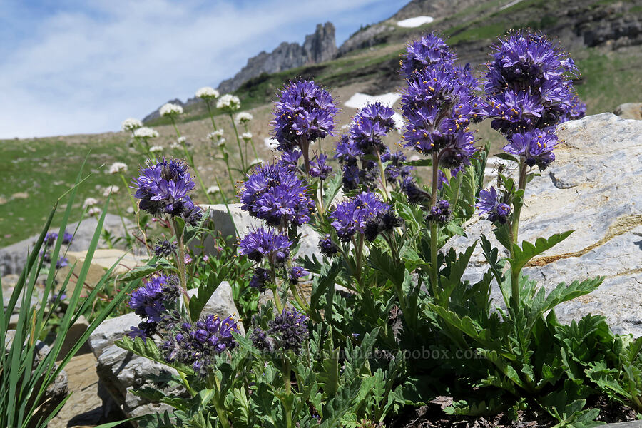 Lyall's alpine phacelia (Phacelia lyallii) [Highline Trail, Glacier National Park, Flathead County, Montana]