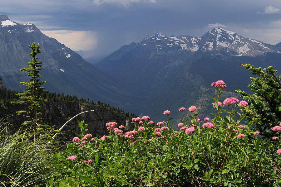 spirea & storms (Spiraea splendens (Spiraea densiflora)) [Highline Trail, Glacier National Park, Flathead County, Montana]