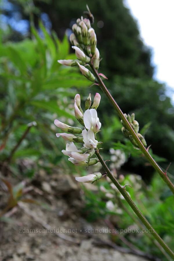 Robbins' milk-vetch (Astragalus robbinsii var. minor) [Highline Trail, Glacier National Park, Flathead County, Montana]