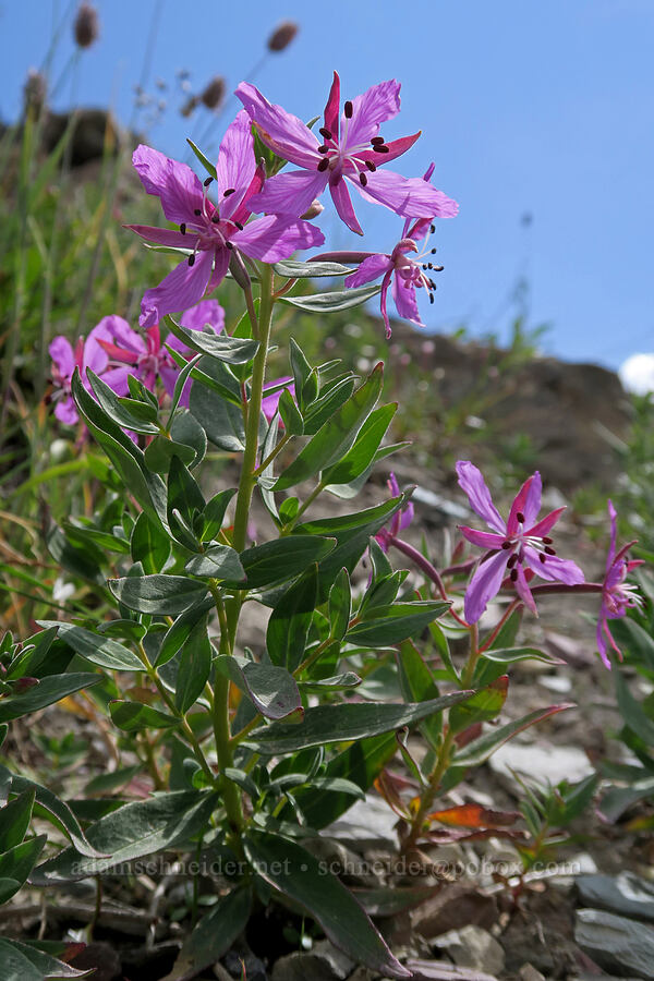 dwarf fireweed (Chamerion latifolium (Chamaenerion latifolium) (Epilobium latifolium)) [Highline Trail, Glacier National Park, Flathead County, Montana]