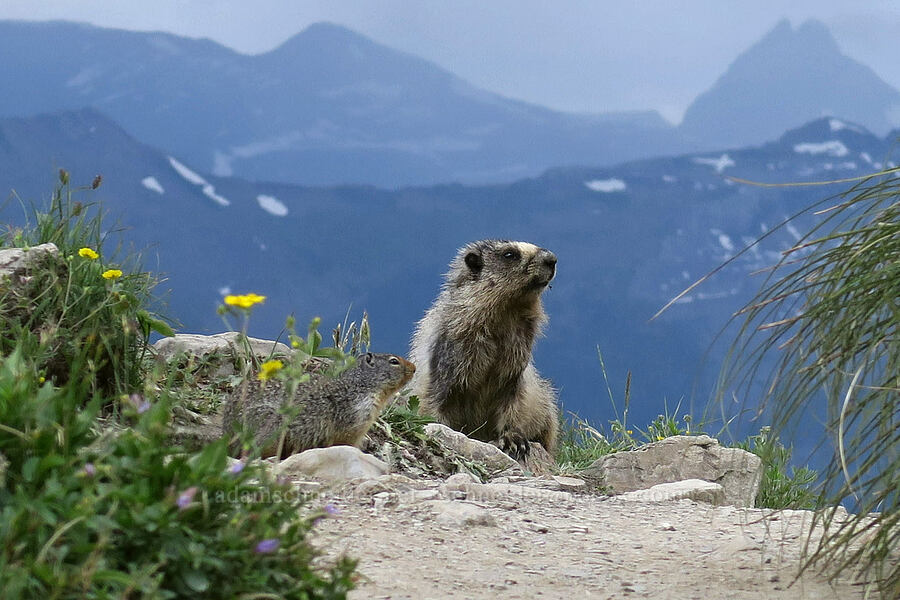 hoary marmot & Columbian ground squirrel (Marmota caligata, Urocitellus columbianus) [Highline Trail, Glacier National Park, Flathead County, Montana]
