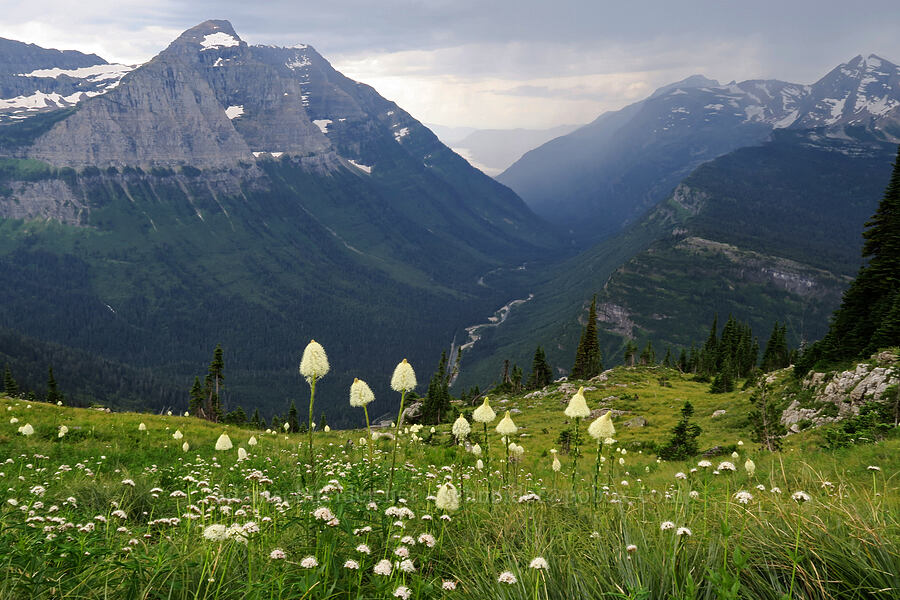 Mt. Cannon, Heavens Peak, & beargrass (Xerophyllum tenax) [Highline Trail, Glacier National Park, Flathead County, Montana]