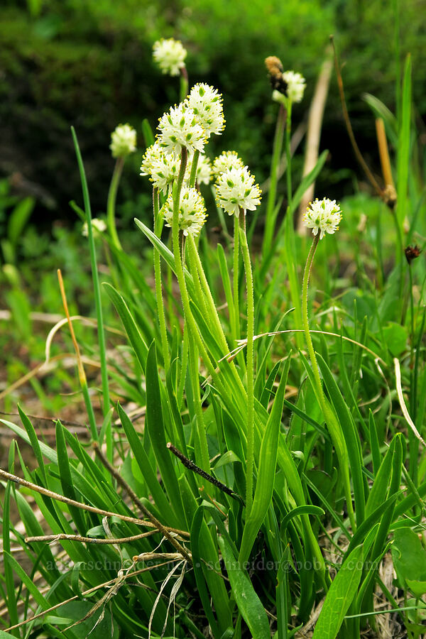 western false asphodel (Triantha occidentalis ssp. montana (Tofieldia glutinosa var. montana)) [Highline Trail, Glacier National Park, Flathead County, Montana]