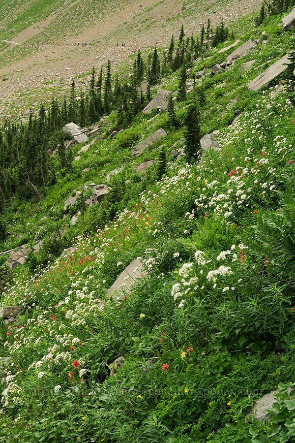 Sitka valerian, paintbrush, etc. (Valeriana sitchensis, Castilleja sp.) [Highline Trail, Glacier National Park, Flathead County, Montana]