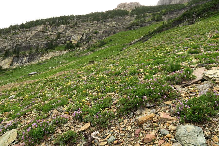 penstemon & columbines (Penstemon ellipticus, Aquilegia flavescens) [Highline Trail, Glacier National Park, Flathead County, Montana]