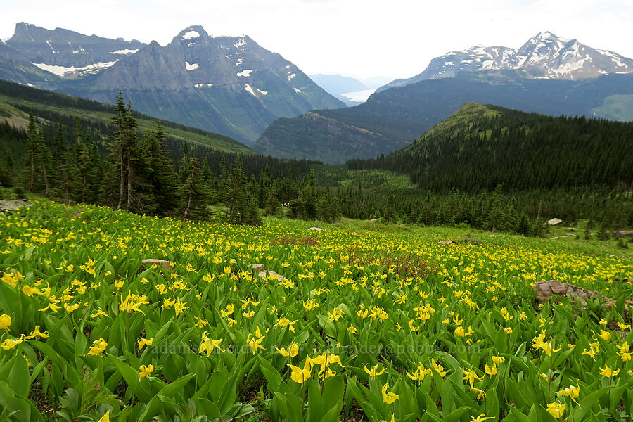 glacier lilies (Erythronium grandiflorum) [Highline Trail, Glacier National Park, Flathead County, Montana]